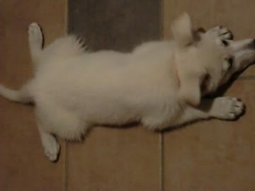 メグメグ動画～No.６～もぐもぐめぐめぐ【ホワイトシェパード】