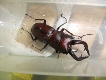 男4人が大人げなく昆虫採集【やどけん!×グダあお】