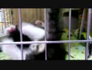 生後6週間-7　見えてはいけないものが