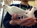 ギンバト