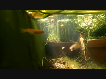 我が家のビオトープ水中撮影