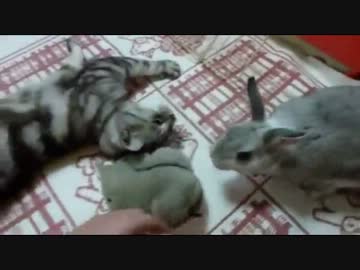 【レオ★ララ】 うさぎに遊ぼう～猫 　
