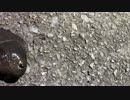 出勤前釣行４９　熱帯魚とグレ