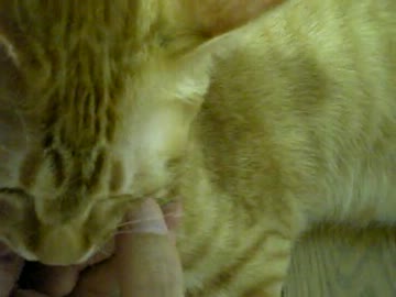 拾いねこ＠生後360/327　アコにょん12ヶ月記念日ー＞＜