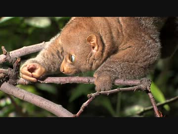 四種いるスローロリス科の中で最大種のポットーくん