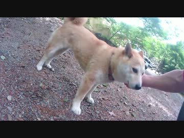 ソロキャンプに行ってみた（道志の森キャンプ場）～後編