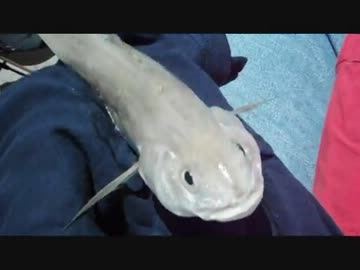 地元の海は”サバ祭り”!!!?