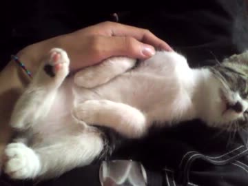 にゃんこ拾ったので飼うことにしました。成長日記10