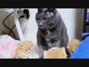 【マンチカン３兄妹】子猫を世話するおじさん猫