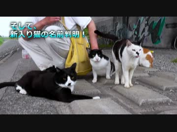 特に言及する事ではないので猫は説明を拒みます。【魚くれくれ野良猫】