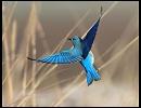 [ぽぽ]ブルーバード[歌ってみた]