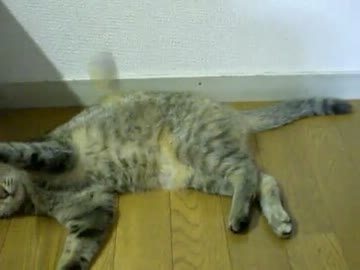 拾いねこ＠生後361/328　これからの予定日