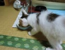 子猫拾いました201307：うまうま