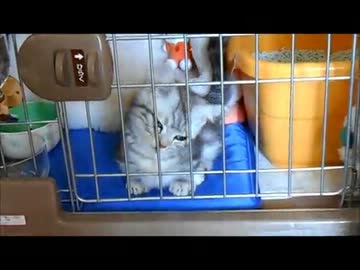 【ねこさんと暮らす】名前を決めたYO