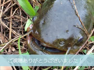 【かーびーの釣り日記】⑤昼間からナマズ釣ってきた～よく見える編～