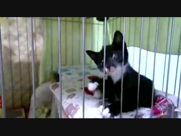 生後6週間-12　おはよー　出せー