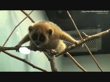 育児放棄されたベビー淫夢くんの成長した姿.three years later