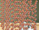 ポケモン熱血大運動会～破壊王は俺だ！！～