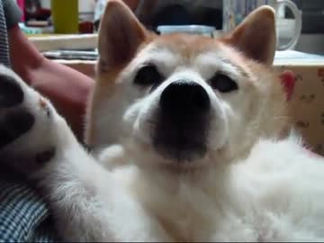 おジャガ掘ったどー２０１３(１３年７月５日)