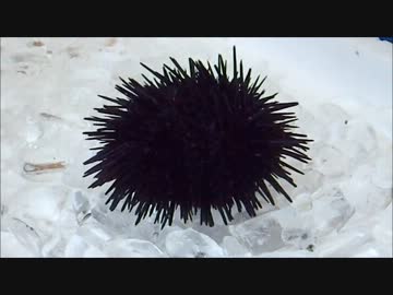 港で購入した食材を調理して酒盛りするだけ