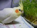 豆苗をむさぼり食うオカメインコ。