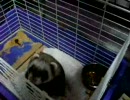 鷲竹くんちの　フェレットぶりちゃん　その3　寝起き