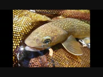 【アウトドア】とある渓流釣り師のとある１日