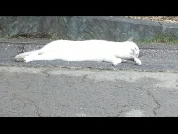 【昼寝中】野良猫なのにびろーん【ぬこぬこ動画】 1