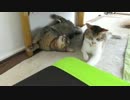 全力で知らんぷりする猫