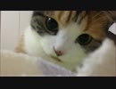 【マンチカンの成猫：ゆゆ】お遊び。