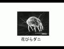 【Flash】原田にニラ【微高画質】