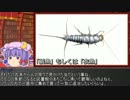 第706位：ゆっくり霊夢とやる夫が学ぶ 昆虫大百科 part5