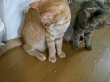 拾いねこ＠生後366/333日目part2　はっぴばっすでーあっこにょ～～ん♪