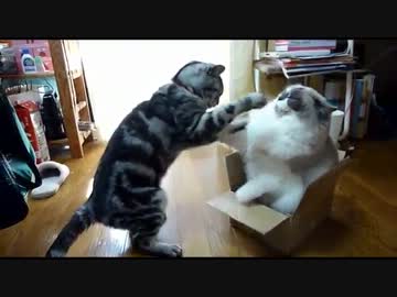 【レオ★ララ】 箱の取り合い？？猫