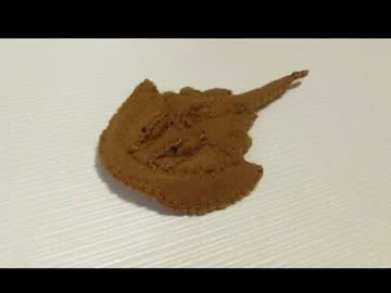カブトガニぬいぐるみを作ってみた