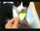 お野菜中心のネコ