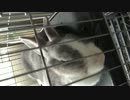 うたた寝ウサギ