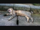 【昼寝中】野良猫なのにびろーん【ぬこぬこ動画】　2