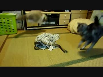 【レオ★ララ】 ベルト怖い～猫　　　