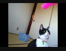 猫じゃらしを運びたいネコ