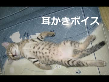 【耳かきボイス】寝る前に、久々の。【あるどーる】