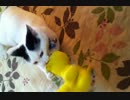 ポンデリングの「ω」の部分をどうにかしたいネコ