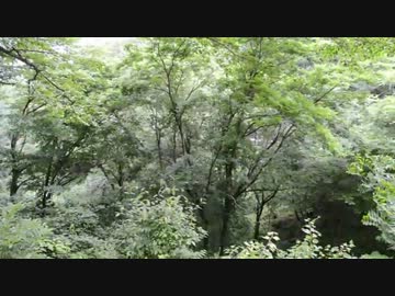 エゾハルゼミの鳴き声＠長野