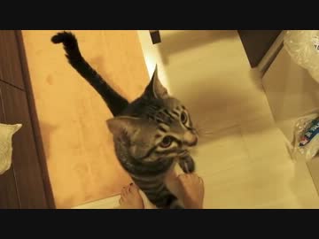 ぐりちぇる動画＊13＊おやつ早くくれニャー