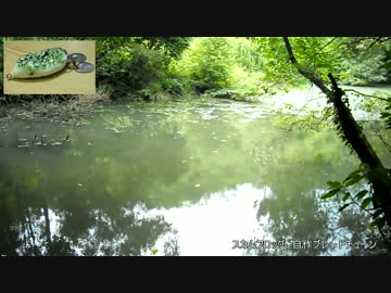 【ニコニコバス釣りダービー】　近くの野池でちょっとバス釣り　その5