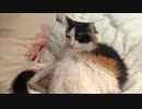 うちの猫様達18