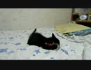生後7週間-8　ベッド暴れ、まりさヒートアップ！