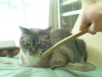 ジャンくんの家猫生活　ジャンくんの安心度が50%を超えた日