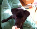 うちの犬