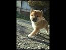 かわいい子犬が３分間鳴いたよ